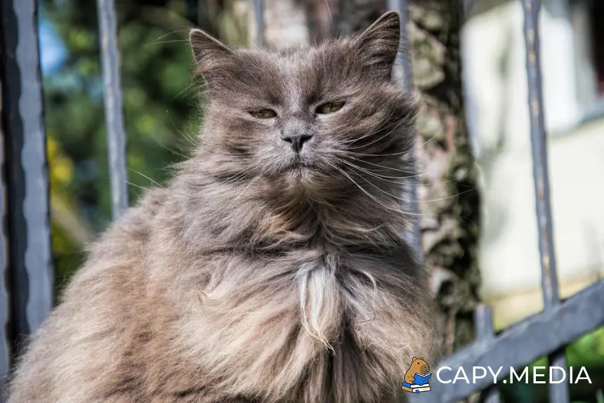 Фотография породы кошки Шантильи тиффани