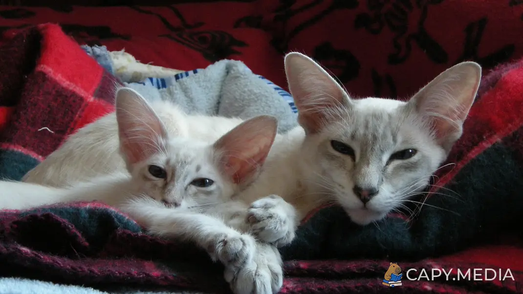 Фотография: яванская кошка и котёнок