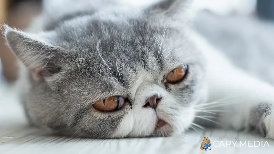 Фотография экзотической кошки серого цвета