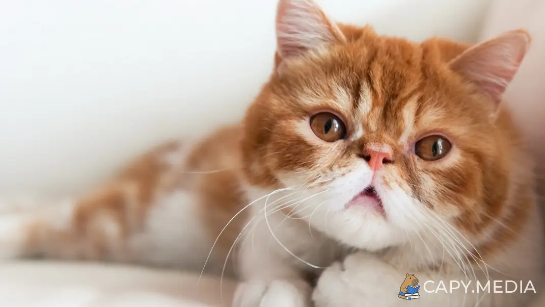 Фотография: Экзотическая кошка